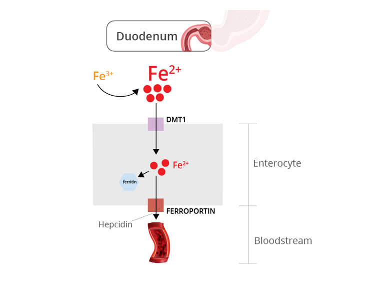 Ferro-grad treatment options